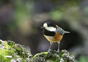 2023年6月4日(日) 西湖野鳥の森公園の野鳥観察記録