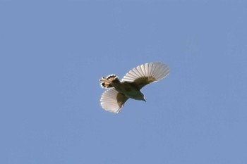 Zitting Cisticola Watarase Yusuichi (Wetland) Sun, 6/4/2023