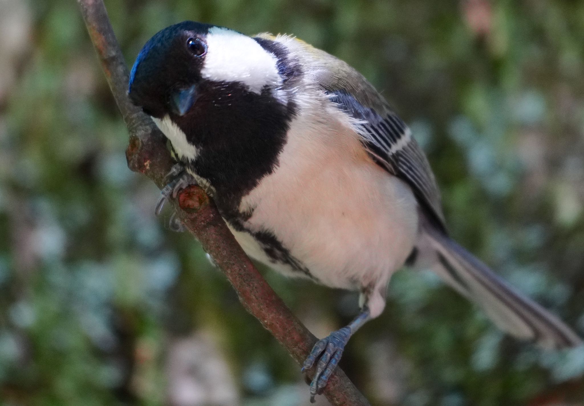 Photo of Japanese Tit at Hattori Ryokuchi Park by アルキュオン