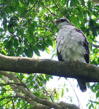 Eurasian Goshawk Unknown Spots Unknown Date