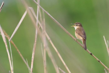 Black-browed Reed Warbler 北海道　函館市　函館空港 Sun, 6/4/2023