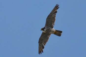 Peregrine Falcon Sambanze Tideland Sat, 5/27/2023