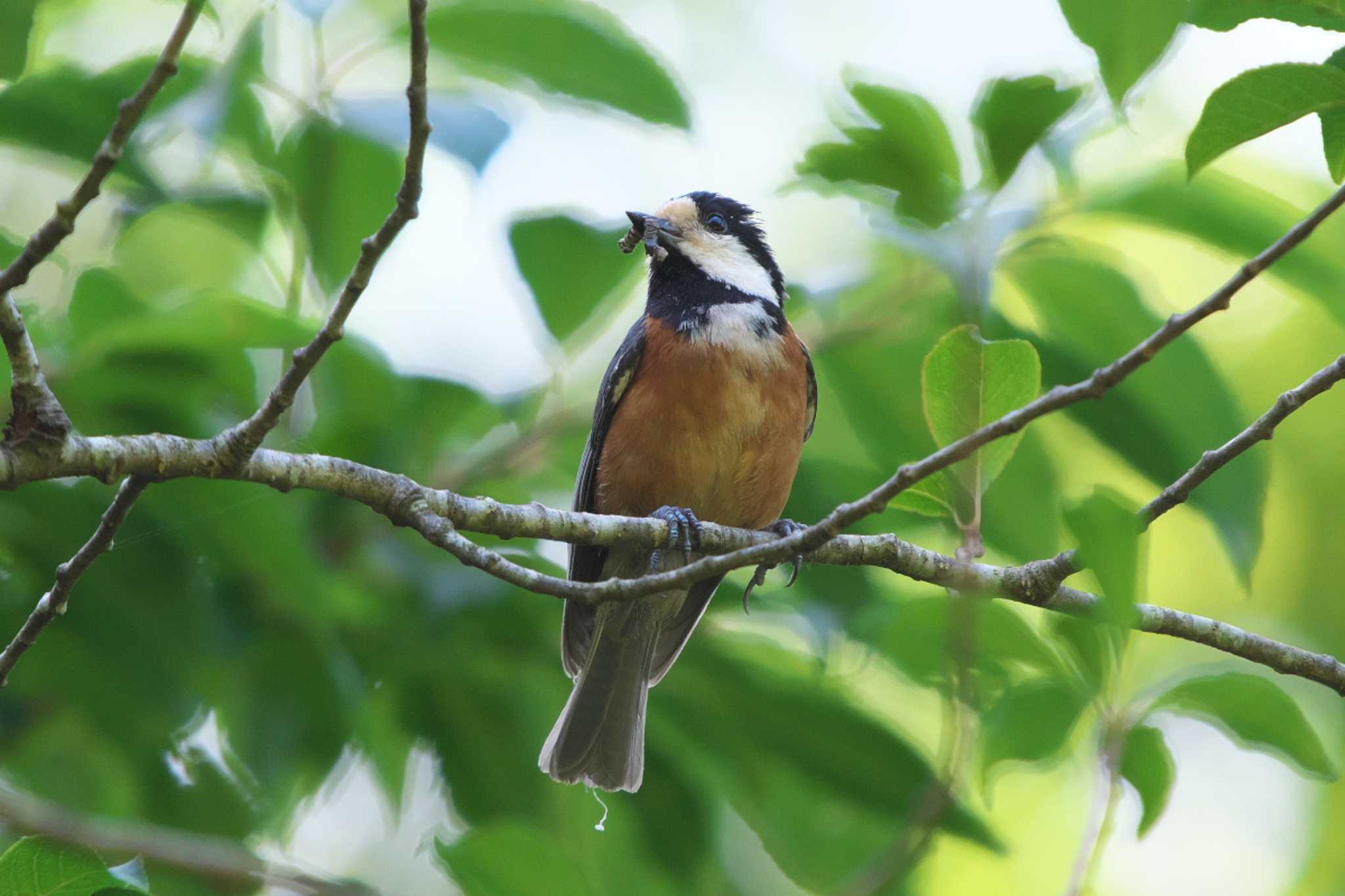 Photo of Varied Tit at 池子の森自然公園 by Y. Watanabe