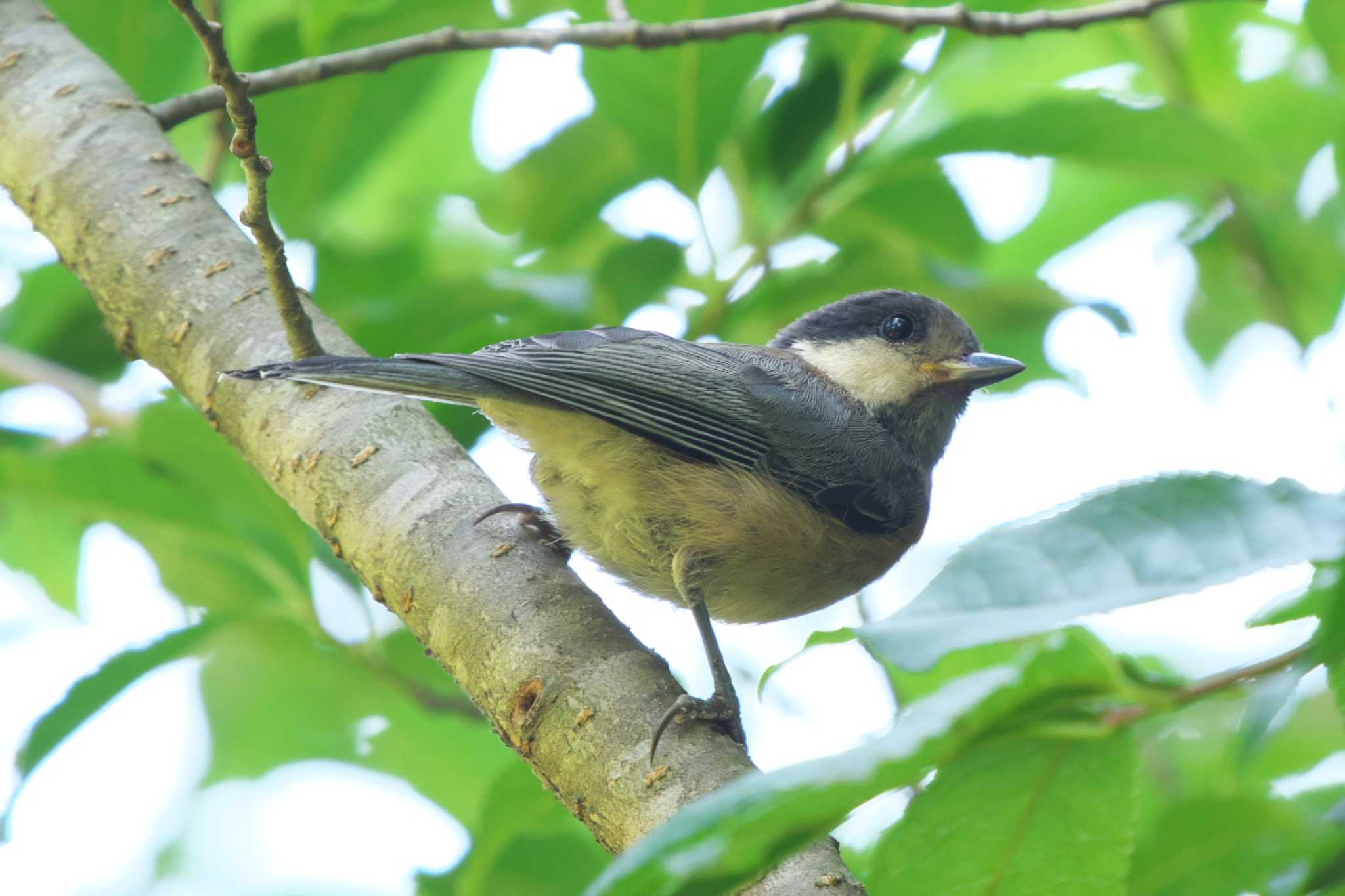 Photo of Varied Tit at 池子の森自然公園 by Y. Watanabe