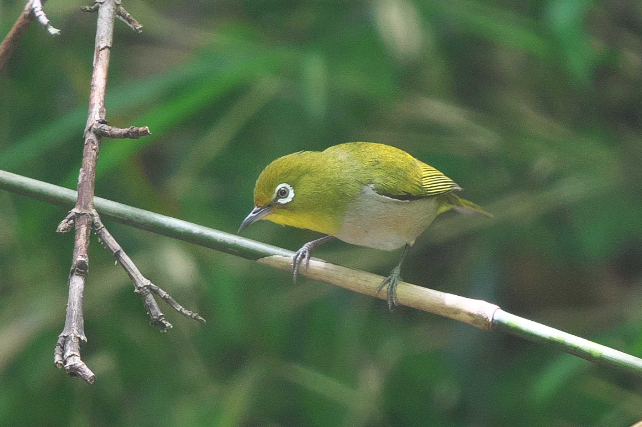 Photo of Warbling White-eye at 池子の森自然公園 by Y. Watanabe