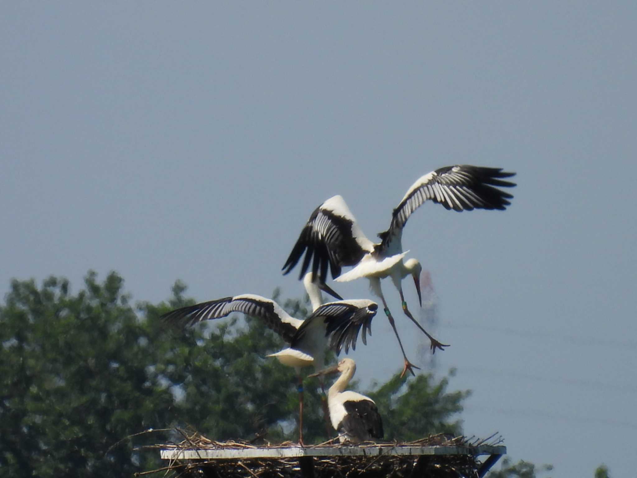 Oriental Stork