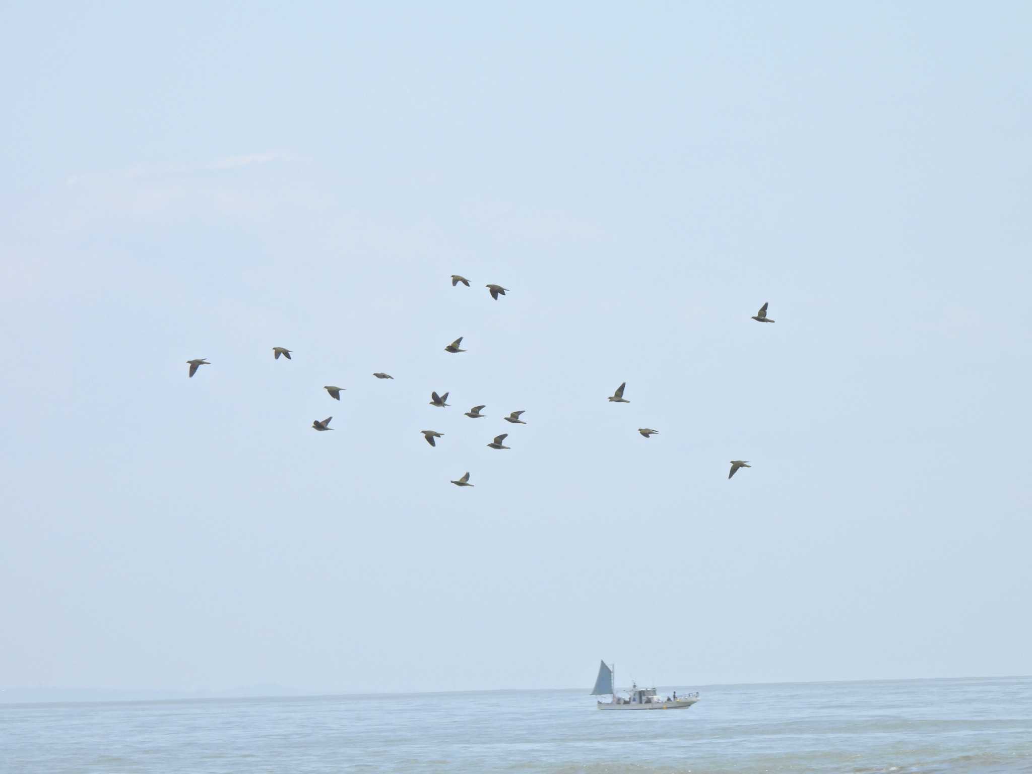 大磯照ヶ崎海岸 アオバトの写真 by こむぎこねこ