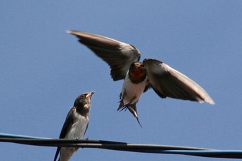 2018年7月14日(土) 自宅前の電線の野鳥観察記録