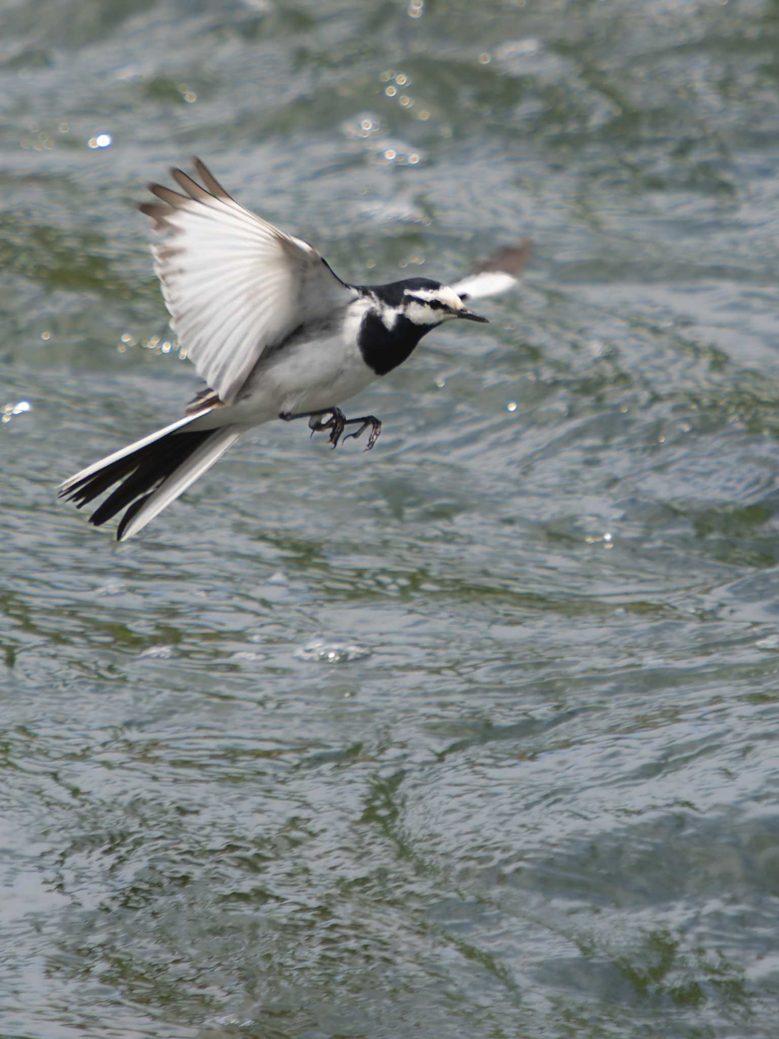 Photo of White Wagtail at 中島川 石橋群周辺(長崎市) by ここは長崎