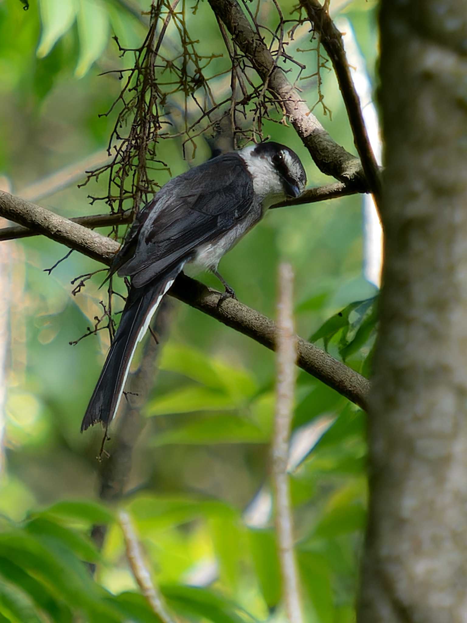 Photo of Ryukyu Minivet at 長崎市民の森 by ここは長崎