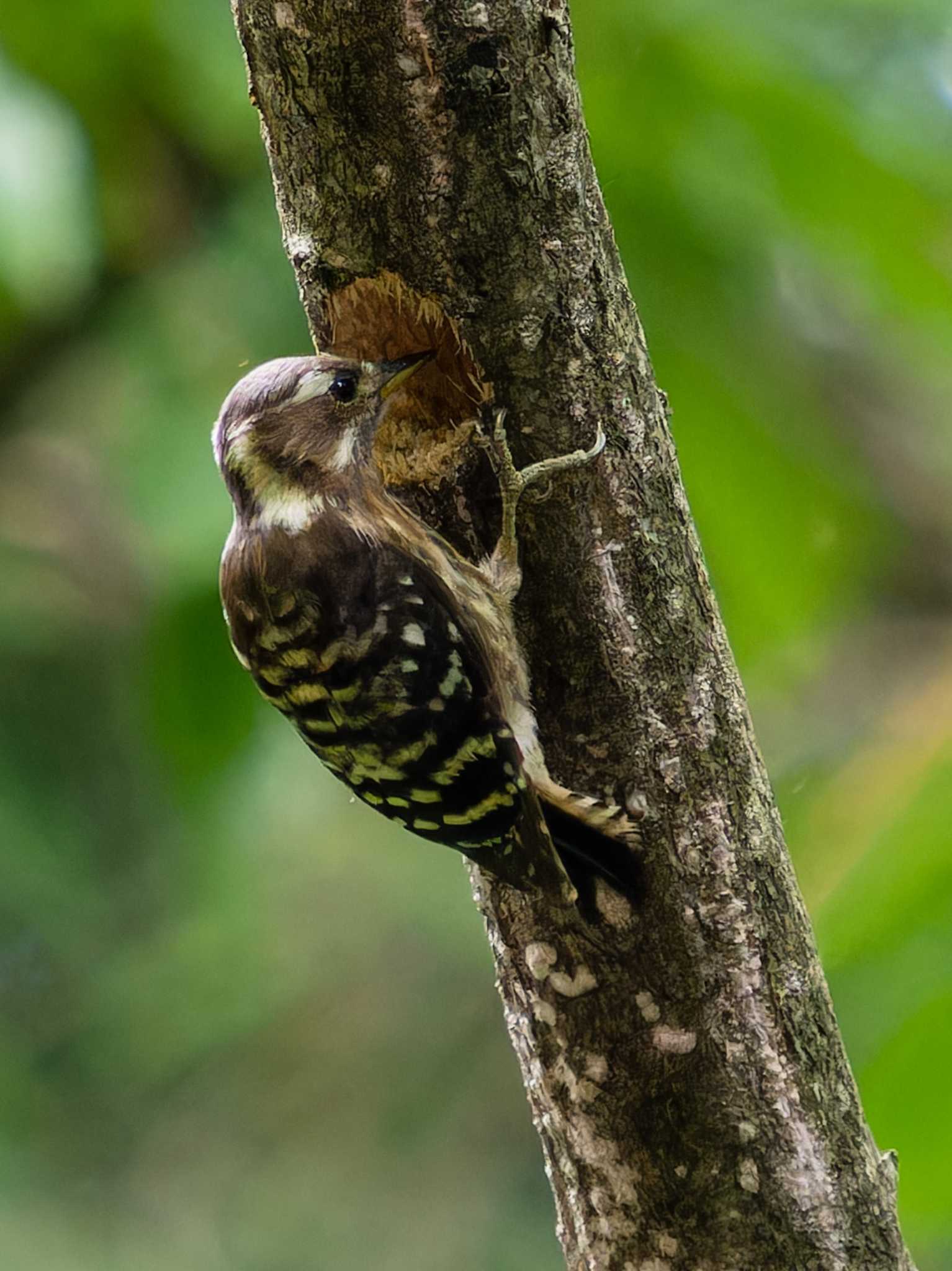 Japanese Pygmy Woodpecker