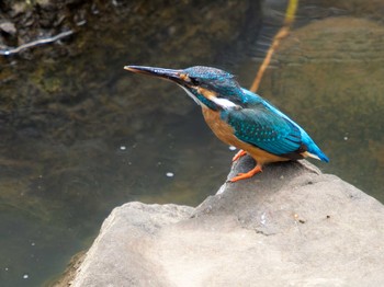 2023年6月4日(日) 中島川 石橋群周辺(長崎市)の野鳥観察記録