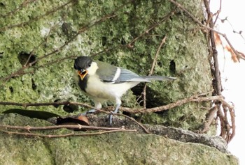 Sun, 6/4/2023 Birding report at 平和の森公園、妙正寺川