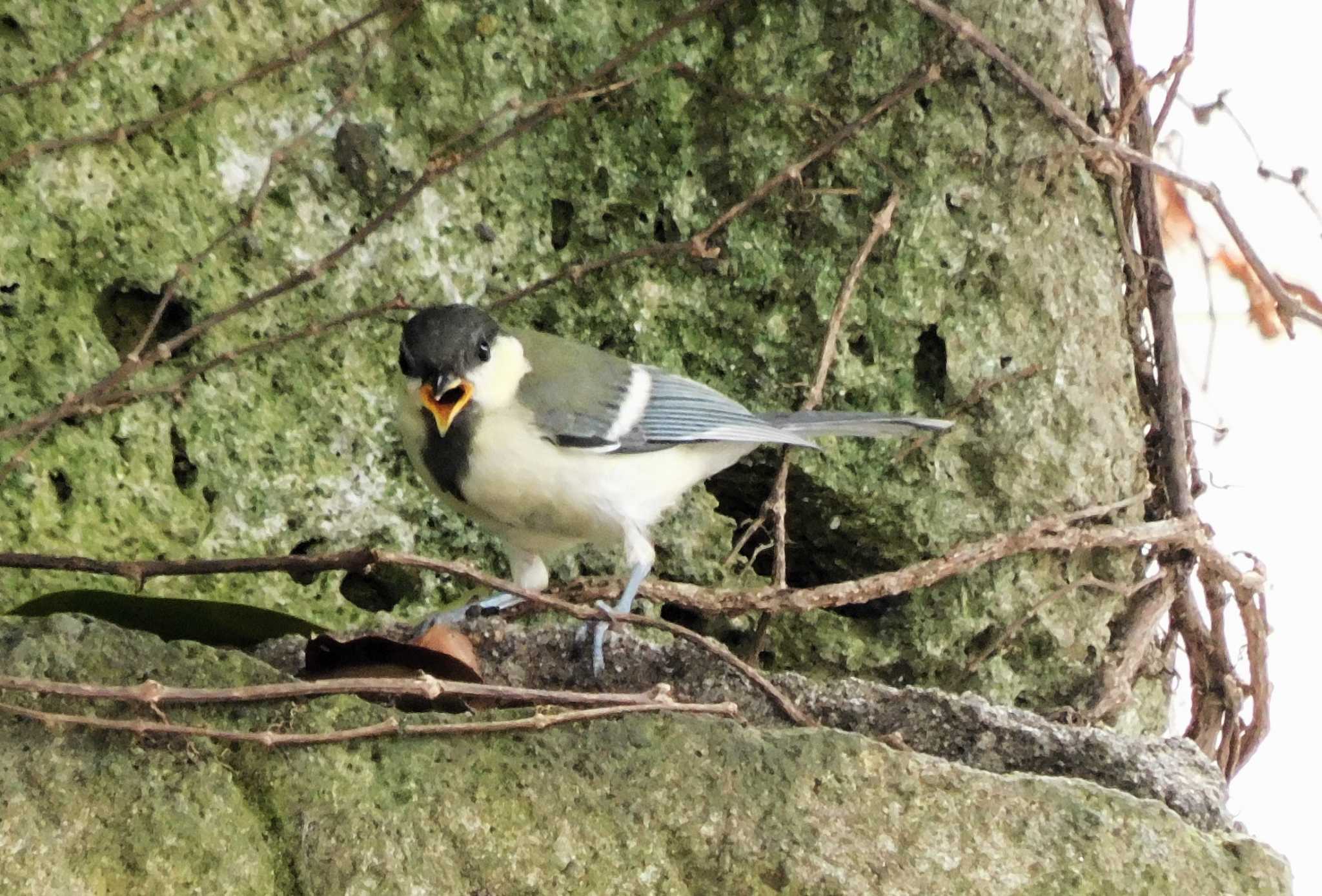 Photo of Japanese Tit at 平和の森公園、妙正寺川 by morinokotori