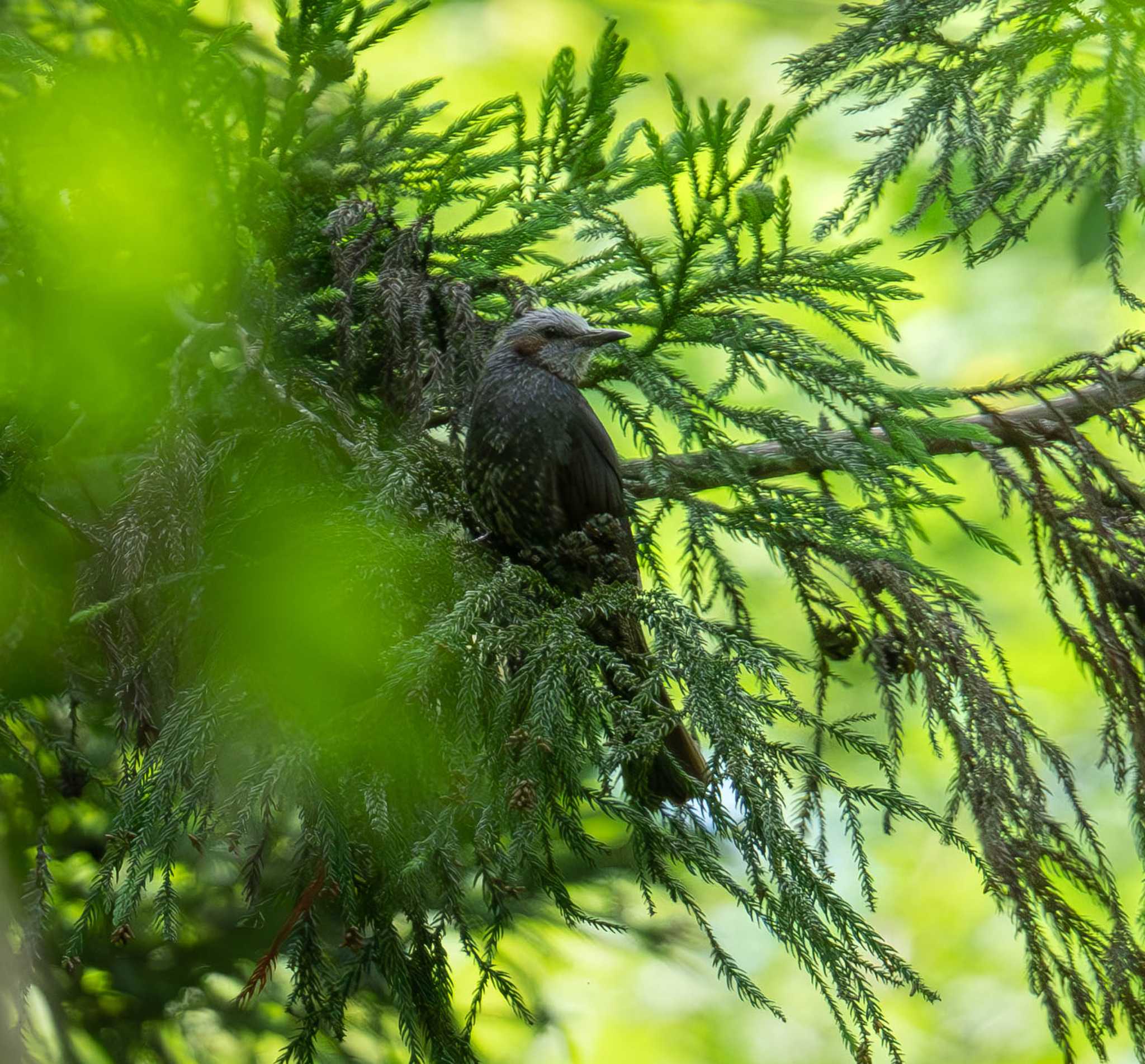 Brown-eared Bulbul