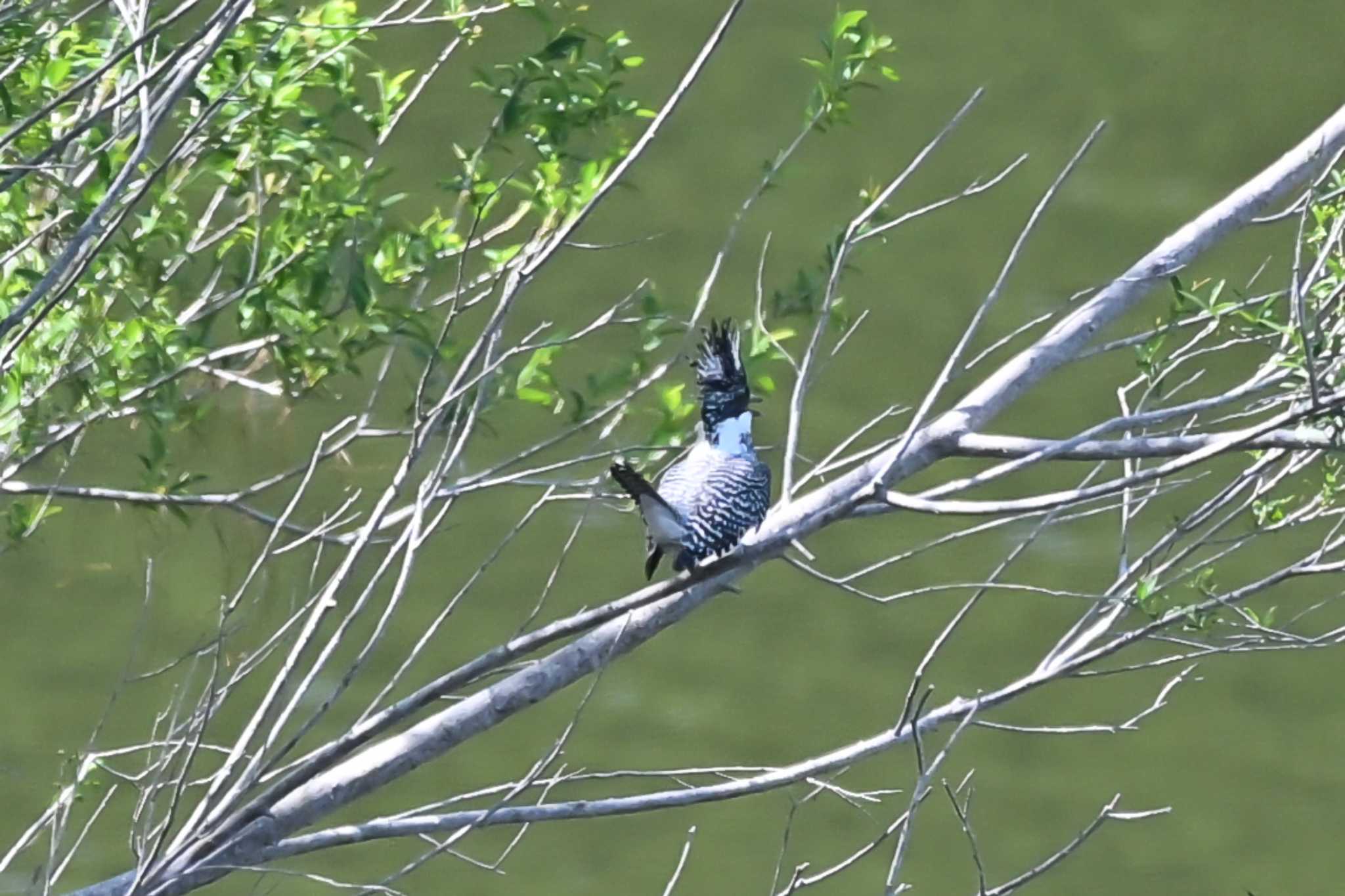 Photo of Crested Kingfisher at 栃木県 by Yokai