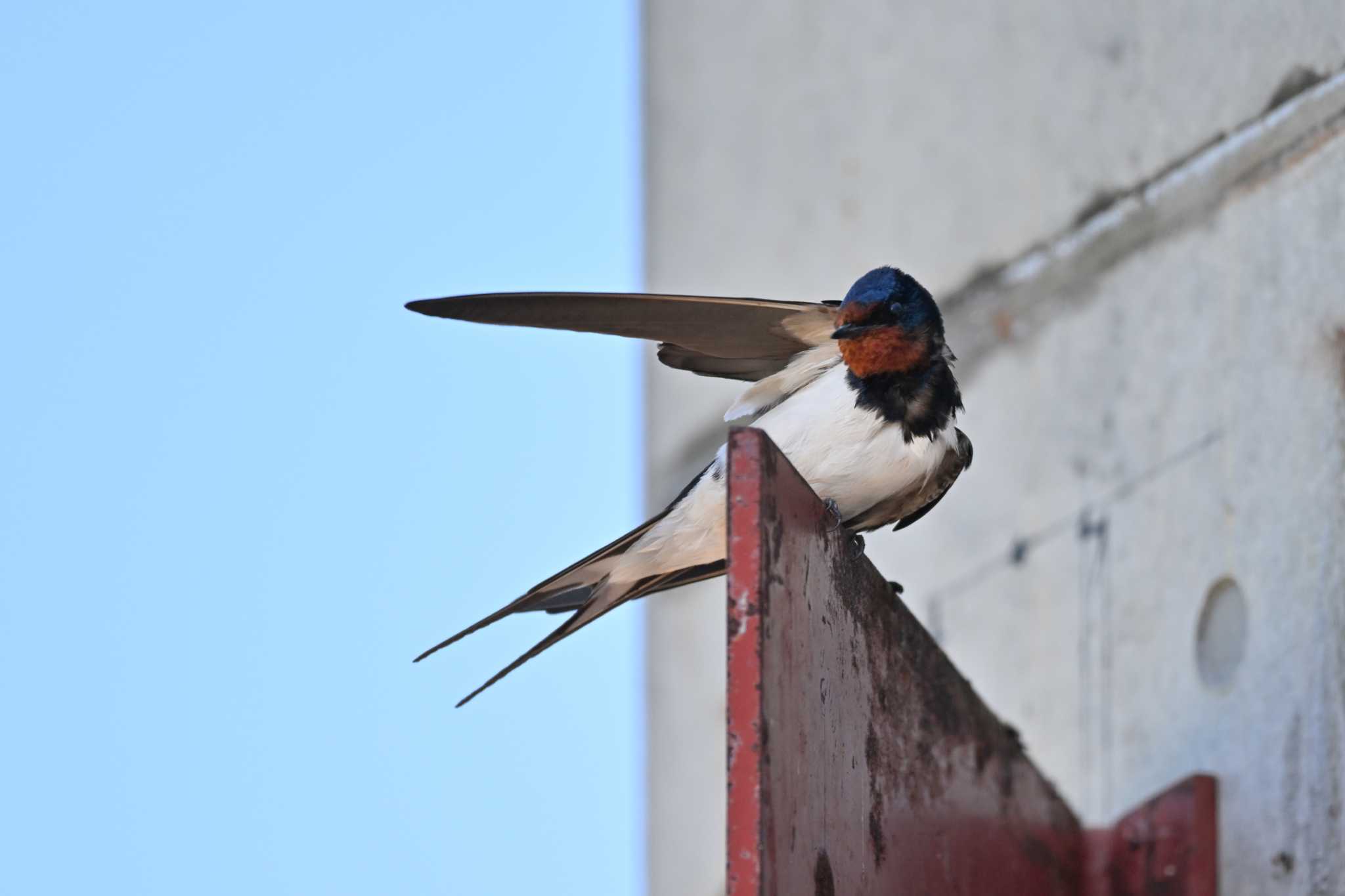 Photo of Barn Swallow at 東荒川ダム親水公園 by Yokai