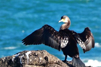 ウミウ 平磯海岸 2022年12月29日(木)