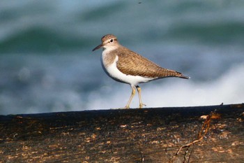 Common Sandpiper 平磯海岸 Thu, 12/29/2022