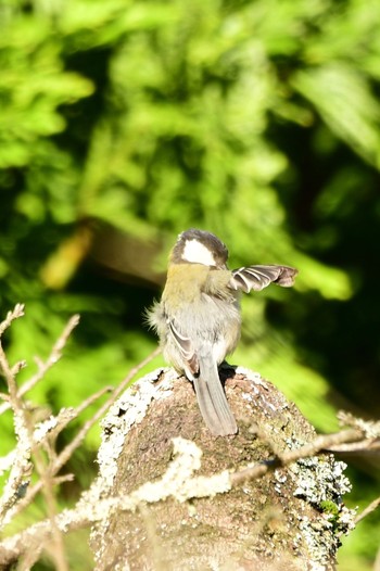 2023年6月4日(日) 段戸裏谷の野鳥観察記録