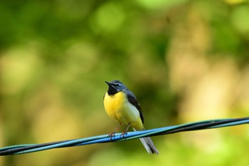 Grey Wagtail 段戸裏谷 Sun, 6/4/2023