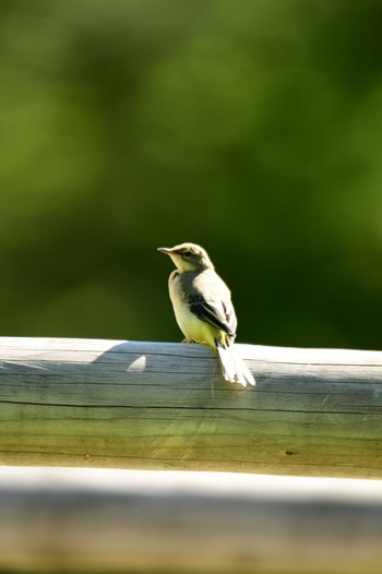 Grey Wagtail 段戸裏谷 Sun, 6/4/2023