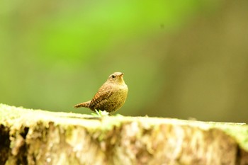 Eurasian Wren 段戸裏谷 Sun, 6/4/2023