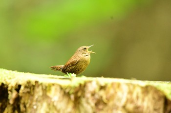 Eurasian Wren 段戸裏谷 Sun, 6/4/2023