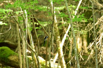 Eurasian Jay 段戸裏谷 Sun, 6/4/2023