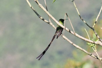 ミドリフタオハチドリ Mindo(Ecuador) 2023年5月18日(木)