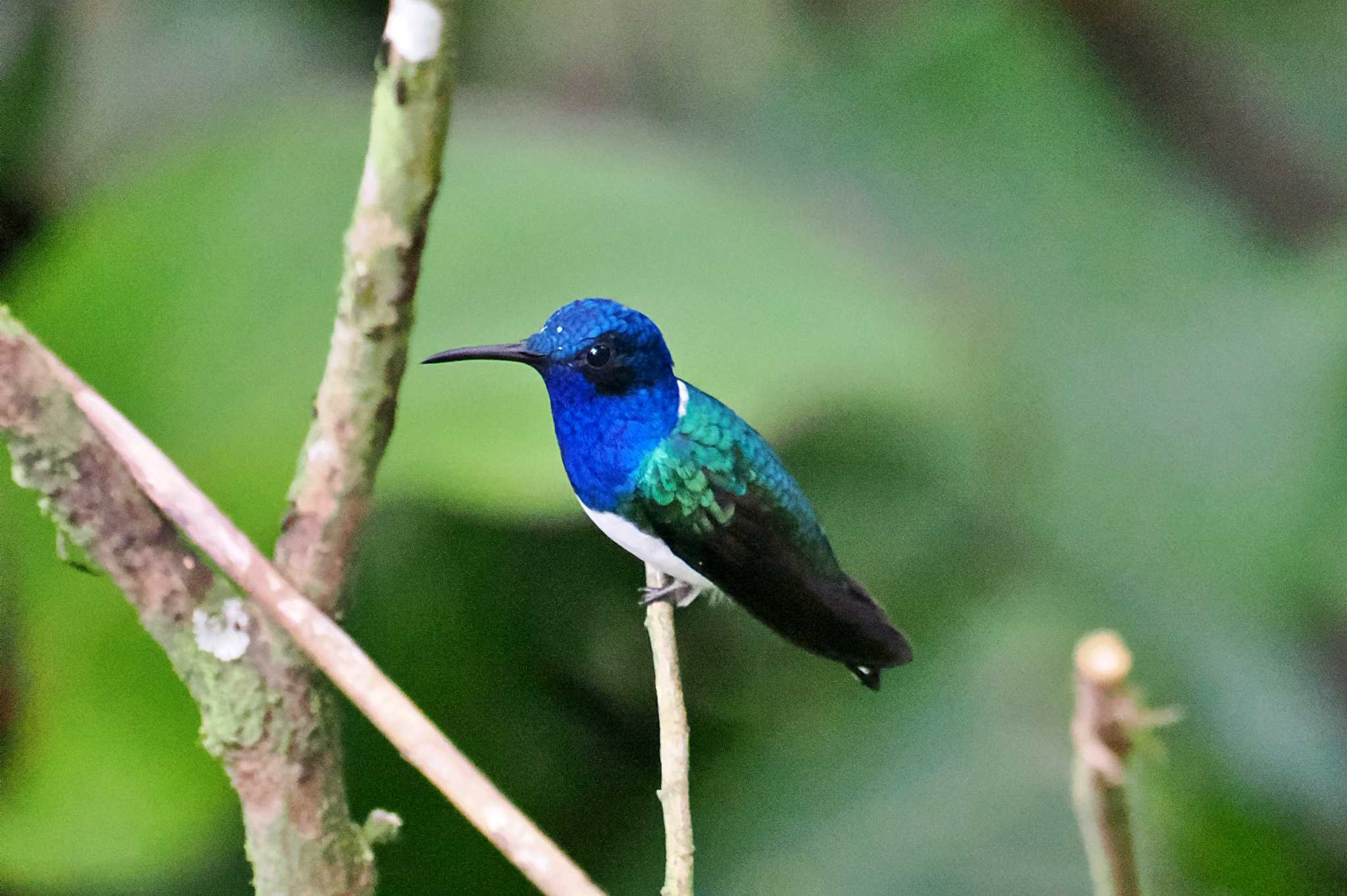 Mindo(Ecuador) シロエリハチドリの写真 by 藤原奏冥