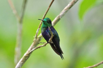 アオボウシモリハチドリ Mindo(Ecuador) 撮影日未設定