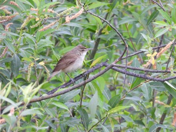 Oriental Reed Warbler 篠路五ノ戸の森緑地 Sun, 6/4/2023