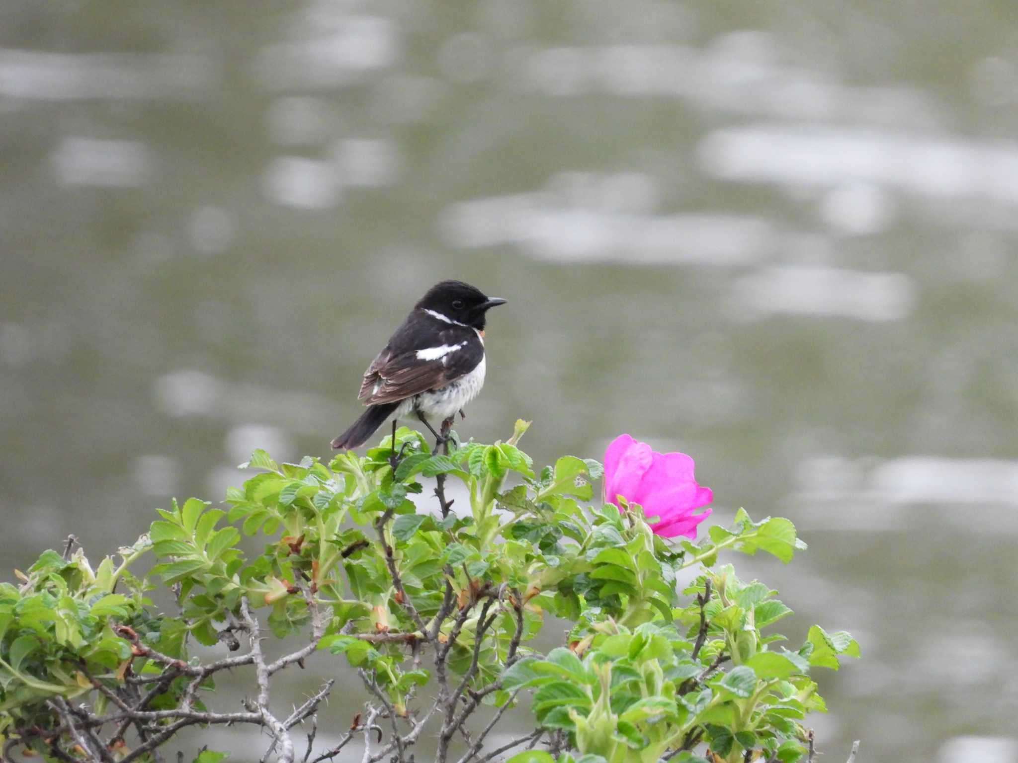 Amur Stonechat