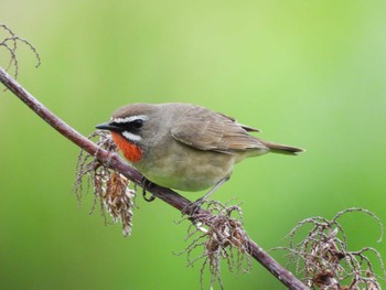 Siberian Rubythroat 篠路五ノ戸の森緑地 Sun, 6/4/2023