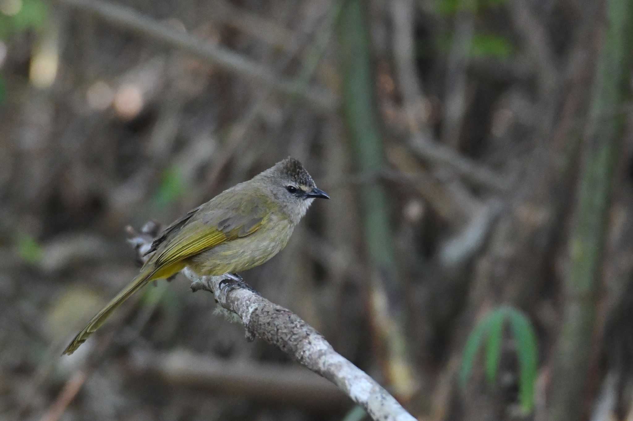 Flavescent Bulbul