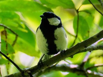 2023年6月4日(日) 梅が瀬渓谷の野鳥観察記録