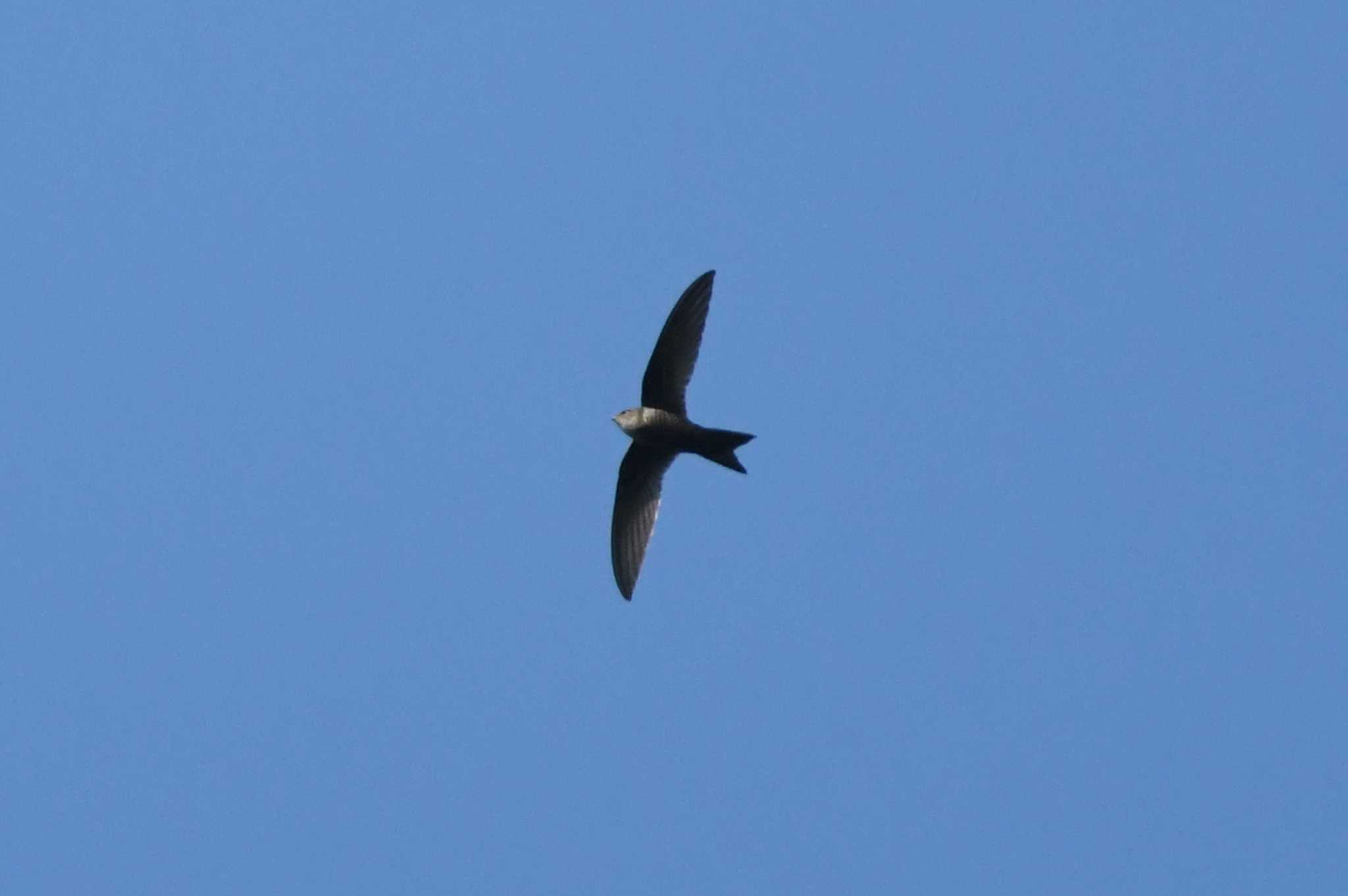 Cook's Swift