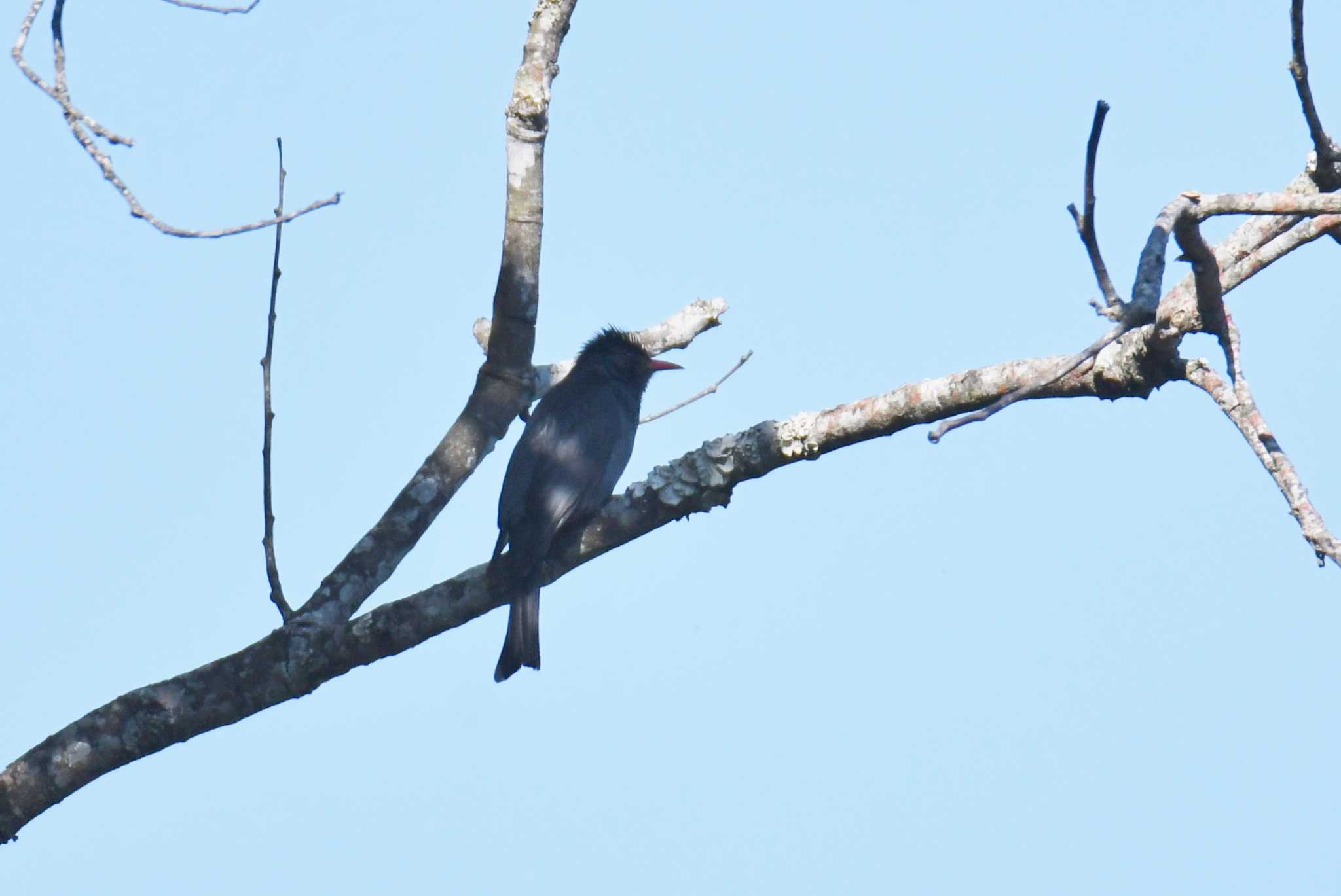 Black Bulbul