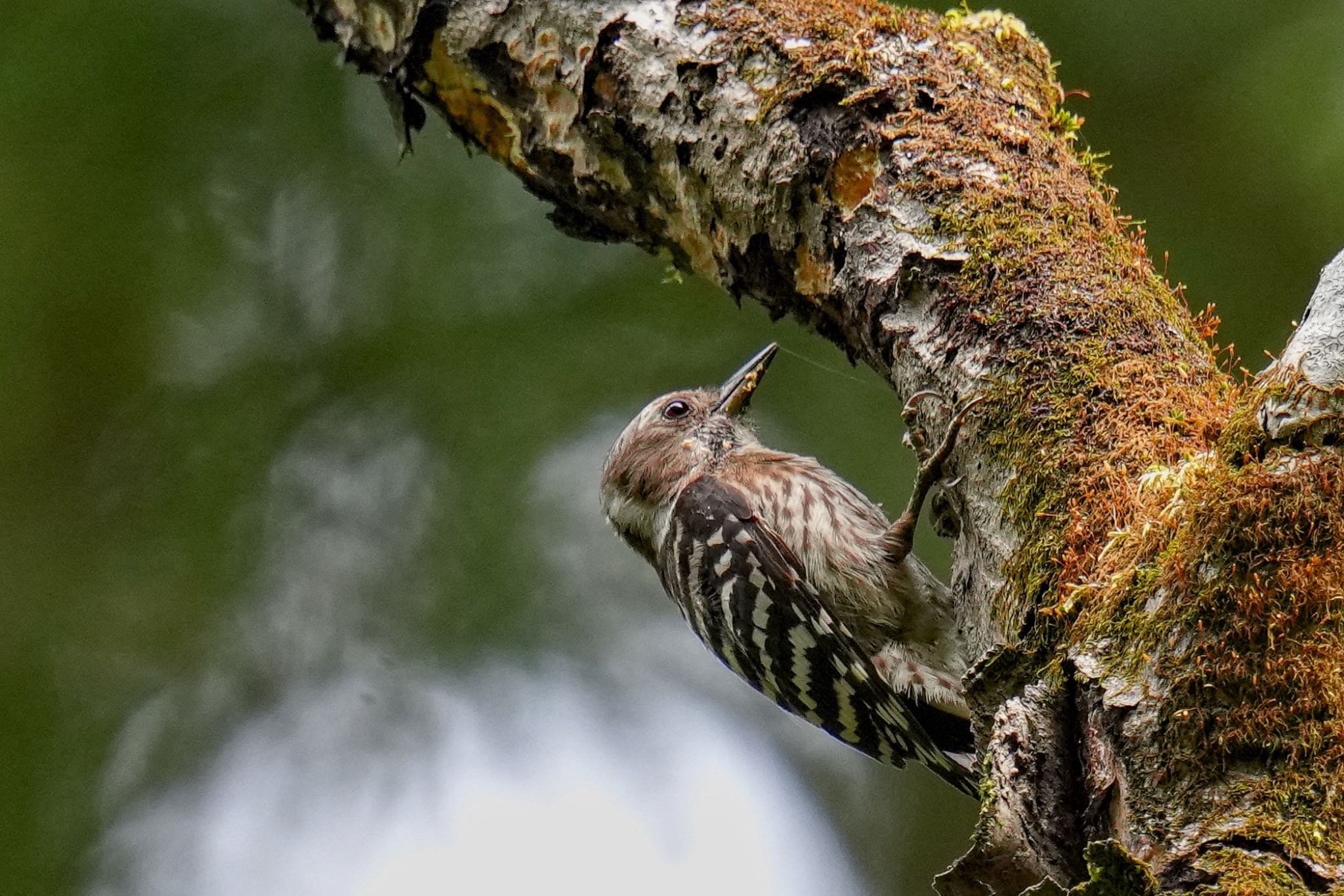 Japanese Pygmy Woodpecker