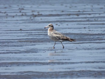 ウミネコ ふなばし三番瀬海浜公園 2023年6月4日(日)