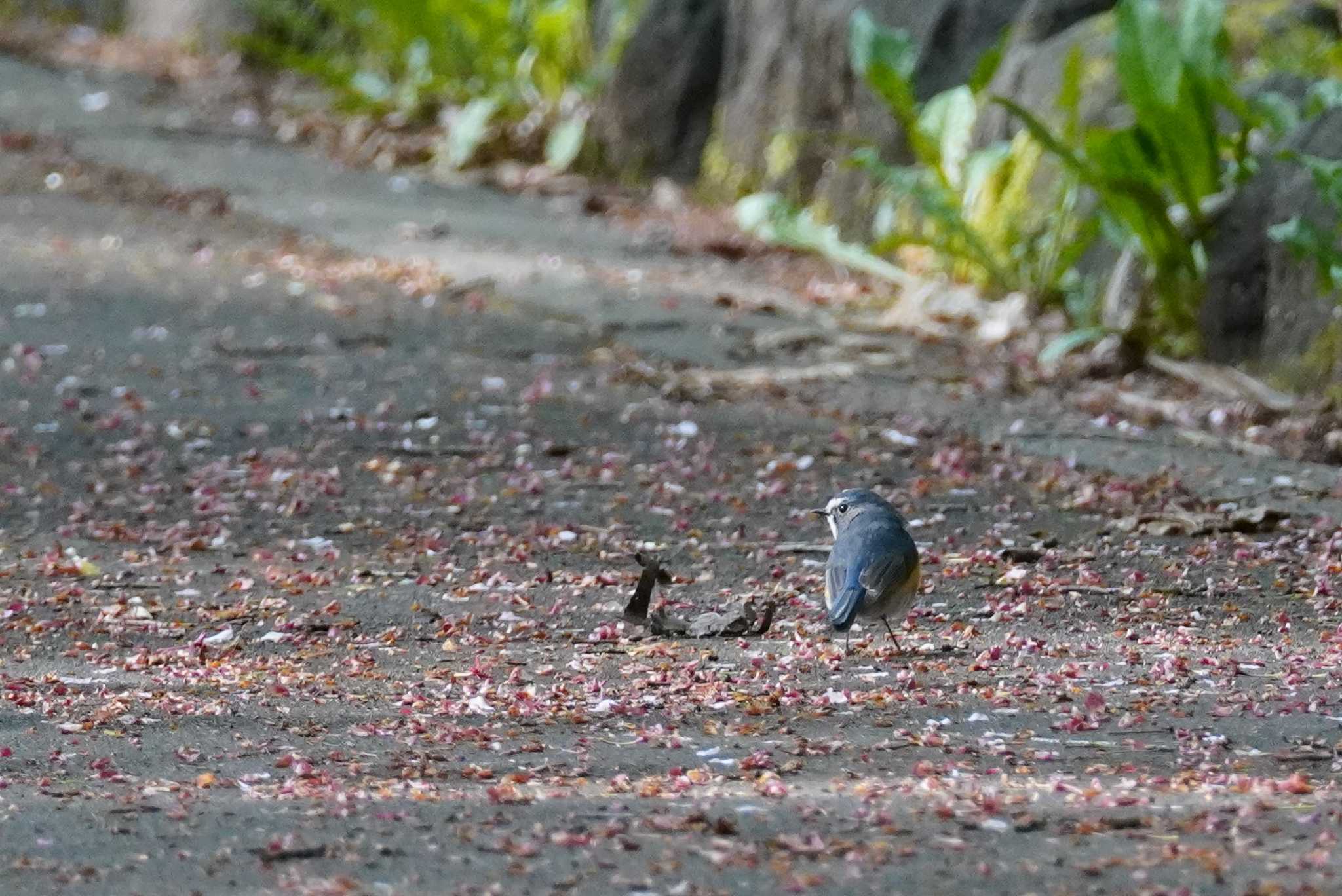 Photo of Red-flanked Bluetail at Asahiyama Memorial Park by くまちん