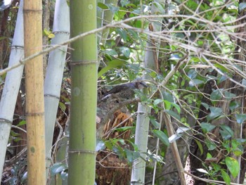 Brown-eared Bulbul 北勢中央公園 Sun, 6/4/2023