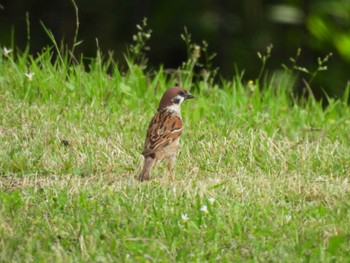 Eurasian Tree Sparrow 北勢中央公園 Sun, 6/4/2023