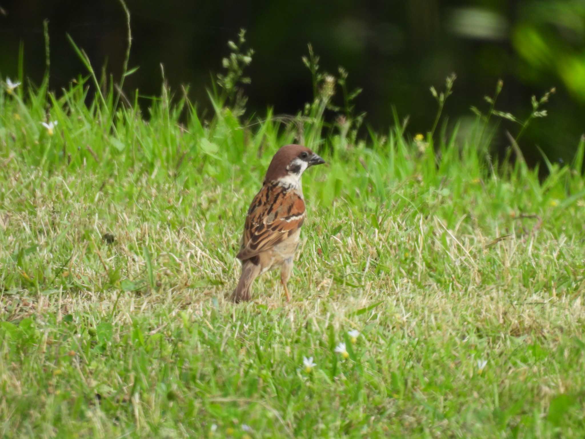 Eurasian Tree Sparrow