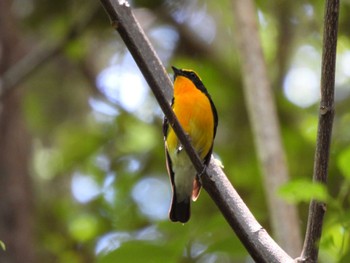 Narcissus Flycatcher 北勢中央公園 Sun, 6/4/2023