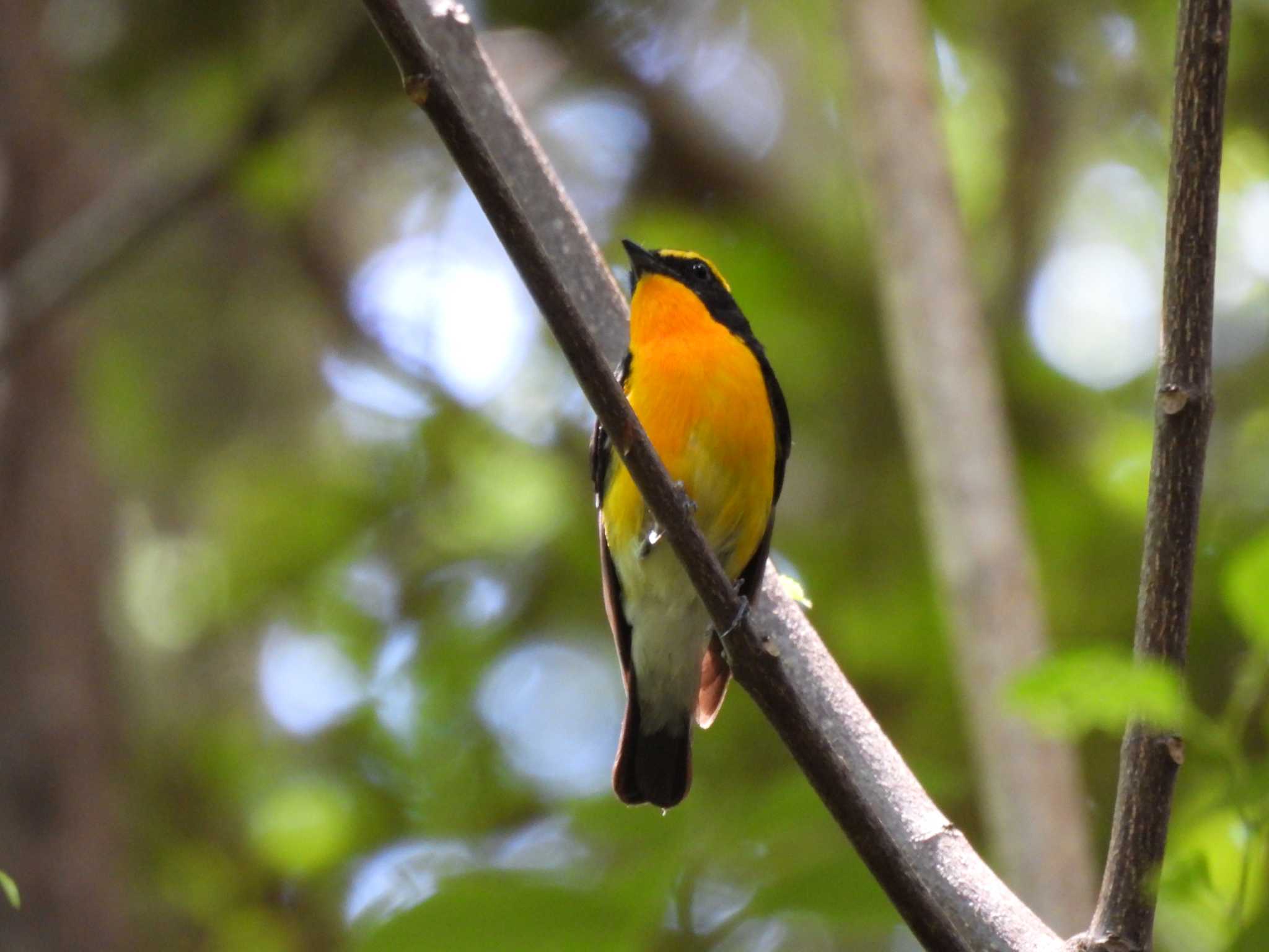 Narcissus Flycatcher