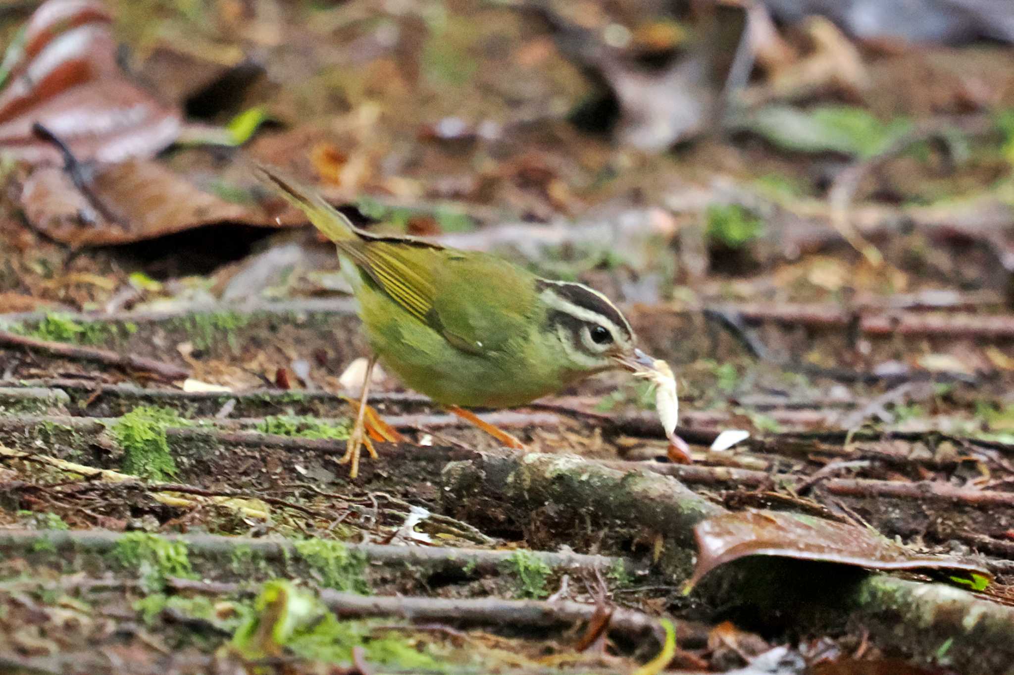 Photo of Three-striped Warbler at Mindo(Ecuador) by 藤原奏冥