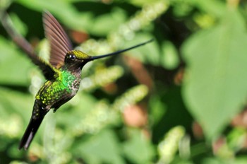 Sword-billed Hummingbird Mindo(Ecuador) Unknown Date