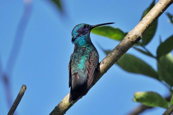 Lesser Violetear Mindo(Ecuador) 撮影日未設定